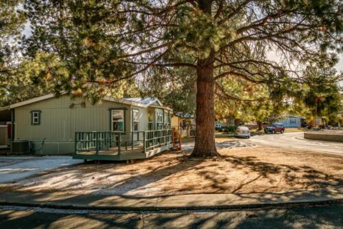 A mobile home is parked in front of a tree.